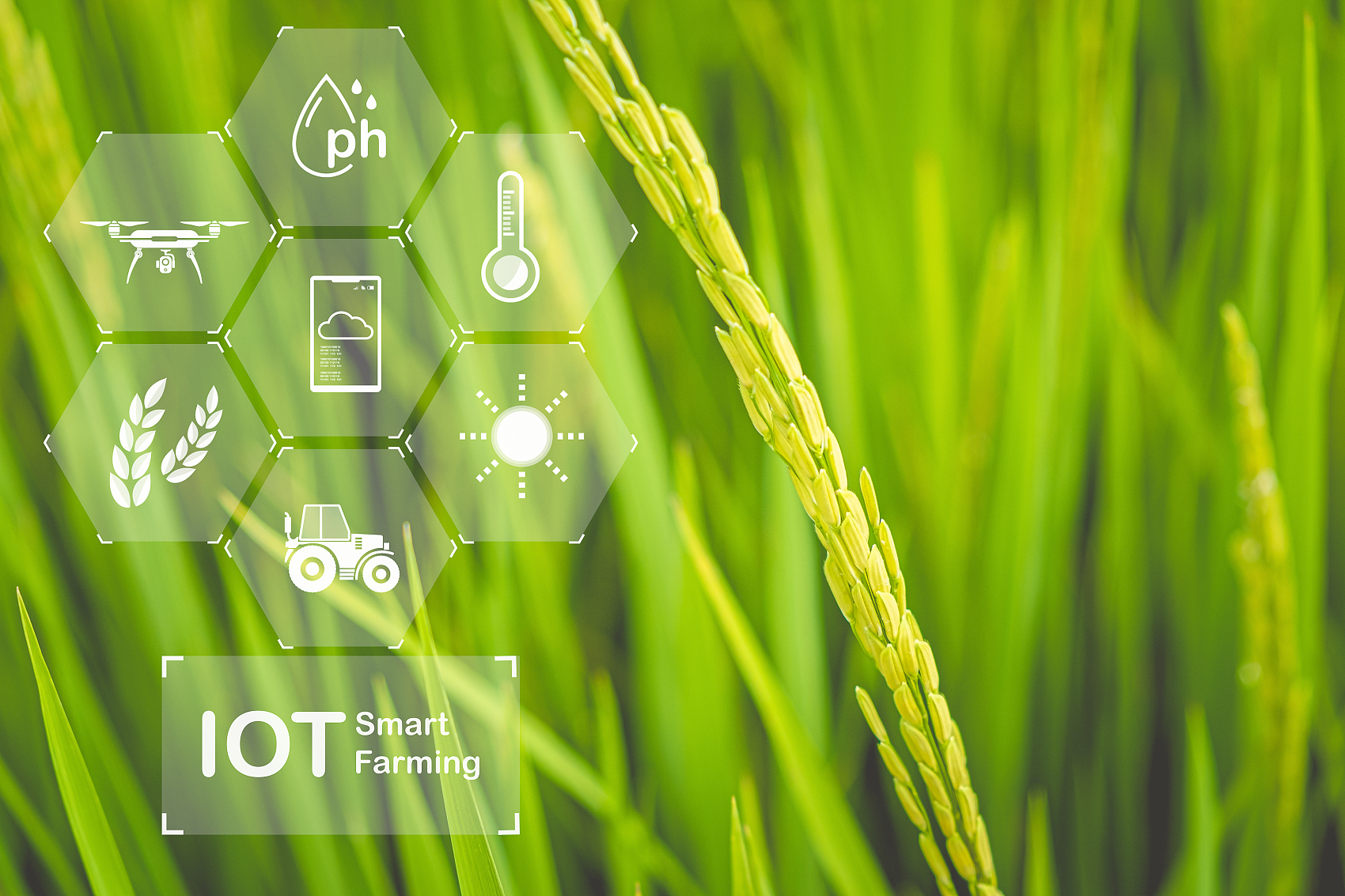 smart agriculture .jpg