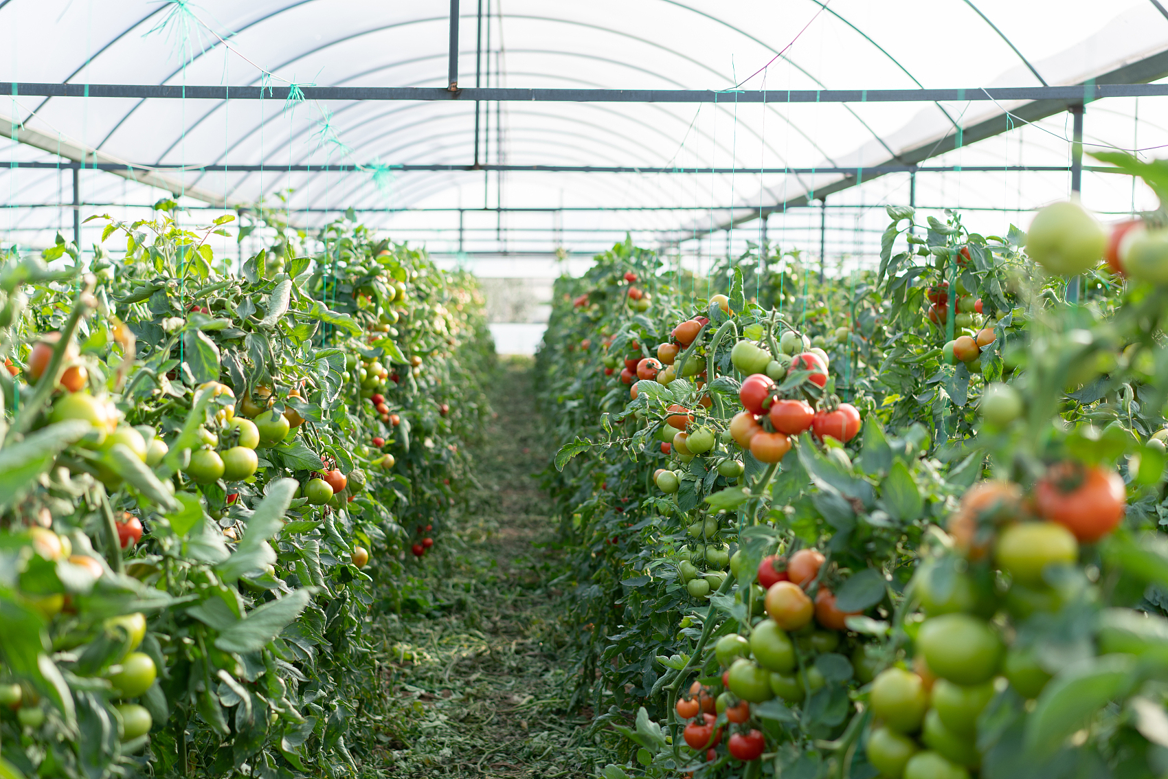 1763537923715672.jpg 蔬菜大棚.jpg